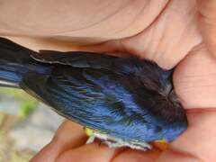 Euphonia laniirostris