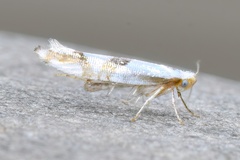 Argyresthia oreasella