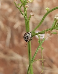 Zygogramma bicolorata