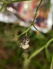 Zygogramma bicolorata