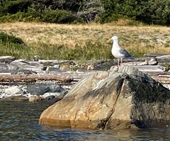 Larus glaucescens