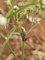 Zygogramma bicolorata