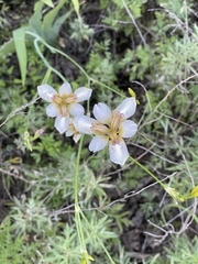 Iris dichotoma