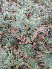 Pteridium
