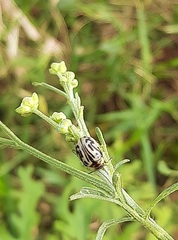Zygogramma bicolorata
