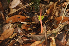 Clavariaceae