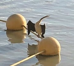 Anhinga novaehollandiae