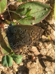 Polyommatus icarus