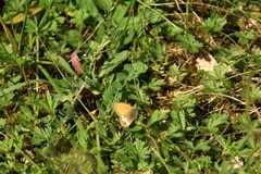 Coenonympha arcania