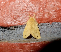 Artaxa guttata