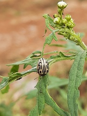 Zygogramma bicolorata