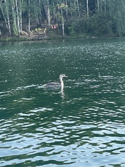 Podiceps cristatus