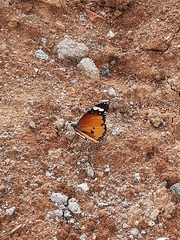 Danaus chrysippus