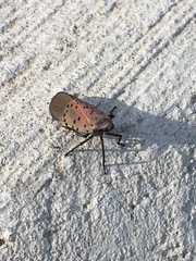 Lycorma delicatula