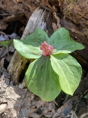 Trillium sessile