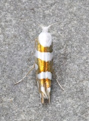 Argyresthia calliphanes