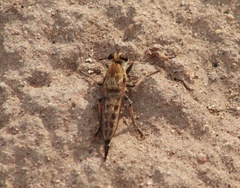 Efferia albibarbis