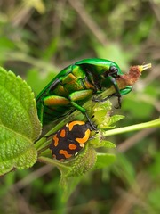 Clinteria klugi