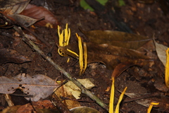 Clavariaceae