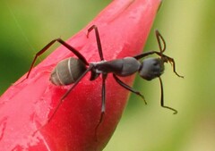 Camponotus cinctellus