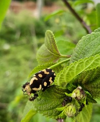 Clinteria klugi