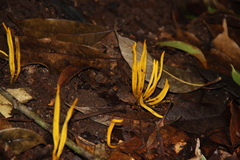 Clavariaceae