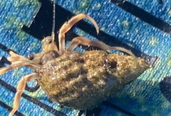 Ilyanassa trivittata