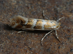 Phyllonorycter emberizaepenella