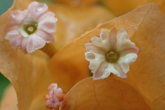 Bougainvillea