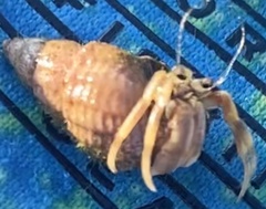 Ilyanassa trivittata