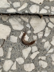 Lithobius forficatus