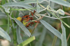 Pentatomomorpha