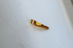 Colladonus clitellarius