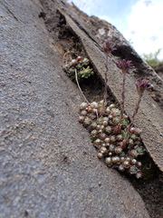 Sempervivum arachnoideum