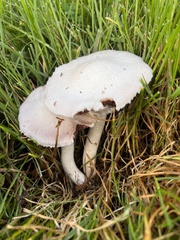Agaricus