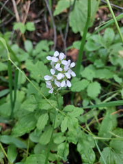 Cardamine macrophylla