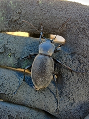 Carabus coriaceus