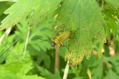 Cteniopinus