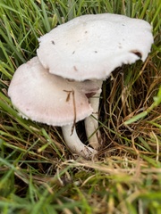 Agaricus