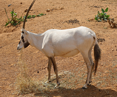 Oryx leucoryx