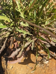 Taraxacum