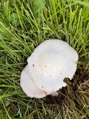 Agaricus