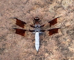 Plathemis lydia