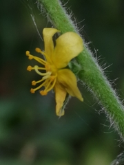 Agrimonia eupatoria