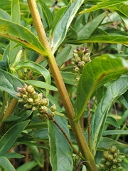 Lysimachia thyrsiflora