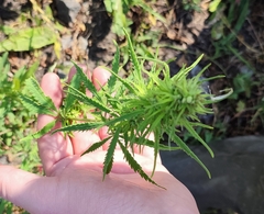 Cannabis sativa spontanea