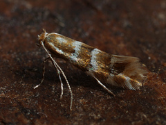 Phyllonorycter emberizaepenella