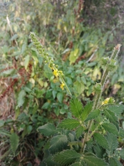 Agrimonia eupatoria