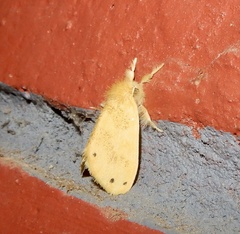 Artaxa guttata