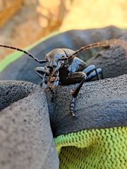 Carabus coriaceus